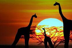 Moving Shadows - On Fire