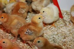 19. Kükenschau am 18. und 19. April 2026 im Aktienhof in Lahr Dinglingen 