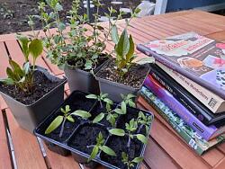 Pflanzen + Bücher Tauschmarkt