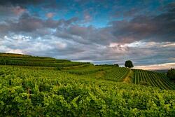 Abgesagt ! Spaziergang in der blauen Stunde am Schutterlindenberg