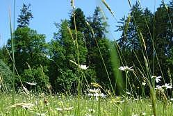 Kräuterführung im Seepark 