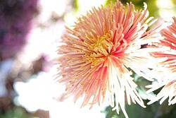 Chrysanthemen-Ball 2026