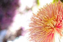 Chrysanthemen-Ball 2026