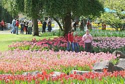 Stadtparkführung zum Tulpenfest