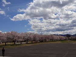 Kirschblüte in Kasama