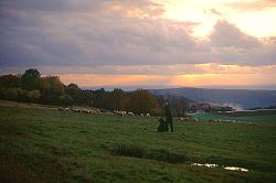 Schäfer auf dem Langenhard