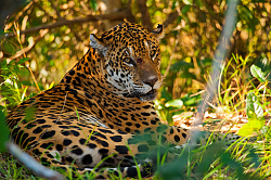 Großaufnahme eines Jaguars