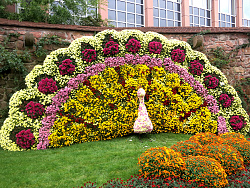 Ein Pfau mit aufgeschlagenem Rad komplett aus Chrysanthemen gebildet