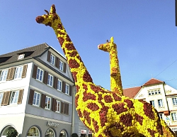 Zwei Giraffen aus gelben und braunen Chrysanthemenblüten gebaut, blauer Himmel im Hintergrund