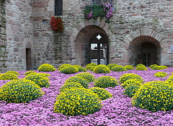 Impressionen der Chrysanthema 2017. Das Beet mit lila Chrysanthemen und gelben Chrysanthemen als Farbtupfer vor dem Storchenturm. 