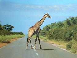 Eine Giraffe geht über eine asphaltierte Straße. Die Straße ist von Sträuchern und Bäumen gesäumt.