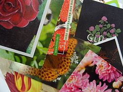 Foto der eingesendeten Karten, bunt gemischt