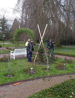 Um eine Eiben stehen drei Stadtgärtner. Der Baum wurde bereits manshoch zurückgeschnitten.