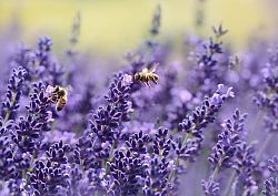 Das Foto zeigt Lavendel-Blüten, an denen sich zwei Bienen laben