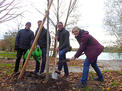 von links nach rechts: Richard Sottru, Leiter der Abteilung Öffentliches Grün und Umwelt der Stadt Lahr, Tobias Fäßler, Ortsvorsteher von Kippenheimweiler, Oberbürgermeister Markus Ibert sowie Urte Stahl von der Abteilung Öffentliches Grün und Umwelt der Stadt Lahr pflanzen gemeinsam den Baum des Jahres am Waldmattensee
