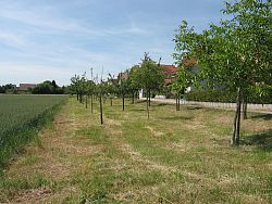 Streuobstwiese in Hugsweier