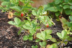 Erdbeerpflanze mit kleinen roten Erdbeeren wächst im Hochbeet auf dem Pausenhof Hort Luisenschule