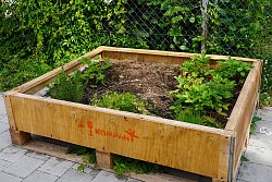 Hochbeet mit verschiedenen Pflanzen auf dem Pausenhof Hort Luisenschule