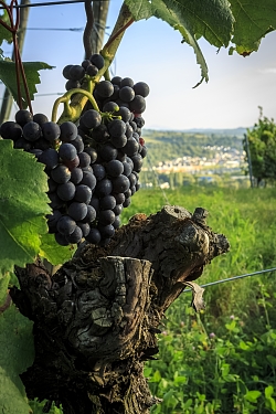 Großaufnahme von roten Weintrauben am Weinstock