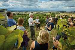Das Foto zeigt eine Menschgruppe im Weinberg an den Reben. Im Hintergrund sieht man eine Stadt. Der Himmel ist wolkenverhangen. 