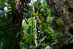 Der Regenwald schützt das Klima, Foto: Dietrich Oberwittler