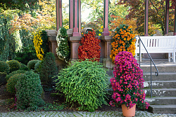 Das Foto zeigt Chrysanthemenschmuck beim Pavillon im Lahrer Stadtpakr