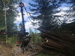 Verbringen von Baumstämmen an den Waldweg mittels Seilzugs