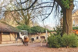 Huftiergehege im Stadtpark mit Damwild, Lama, Schaf und Pony