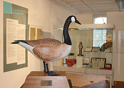 Blick in die Sonderausstellung des Stadtmuseums Lahr. Im Vordergrund eine canadische Ganz, im Hintergrund Ausstellungsvitrinen.
