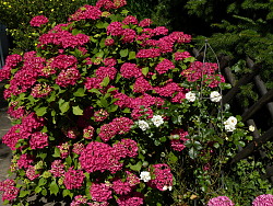 Im Garten der Familie Tacke