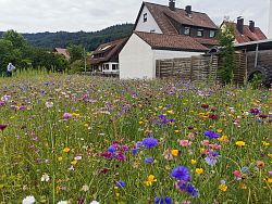 Bunte Blühwiese in Lahr-Reichenbach mit vielen verschiedenen Wiesenblumen, im Hintergrund Häuser und Wald