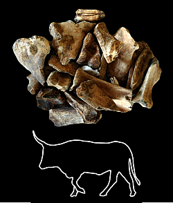 Ein Haufen römischer Rinderknochen über einer stilistischen Zeichnung einer Kuh. 