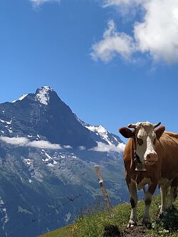 Kuh vor dem Eiger