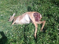 Aufgrund von Hundebissen verendetes Reh