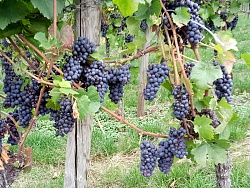 Weintrauben am Rebstock