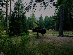 Steinway-Flügel im Wald