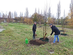 Richard Sottru und Adrian Frick pflanzen im Bürgerpark Lahr den Baum des Jahres 2023