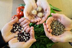 In den eigenen Händen liegt die Kraft, mit gutem und samenfestem Saatgut die Lahrer Gärten vielfältiger zu gestalten.