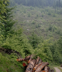 Das Foto zeigt ein Waldstück mit zum Teil altgewachsenen Bäumen sowie neu gepflanzten Bäumen