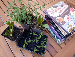 Jungpflanzen und Bücher zum Tausch in der Mediathek Lahr
