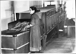 Historisches Bild, man sieht eine Frau bei der Verarbeitung von Tabak