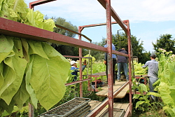 Landwirte ernten bei Kippenheimweiler Tabak