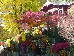 Das Bild zeigt den mit Chrysanthemen geschmückten Pavillon im Lahrer Stadtpark