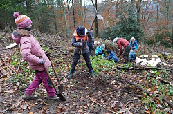 Sulzer Grundschülerinnen und Grundschüler pflanzen mit Begeisterung Eichen im Sulzer Wald