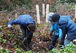 Sulzer Grundschülerinnen und Grundschüler pflanzen mit Begeisterung Eichen im Sulzer Wald. 