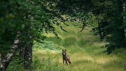 Das Foto zeigt einen Wolf auf einer Lichtung im Wald, er schaut direkt in die Kamera