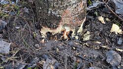 Schäden am Fuß einer Pappel durch den Weidenbohrer