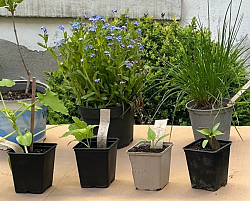 Auf dem Foto sieht man verschiedene Pflanzen und Setzlinge