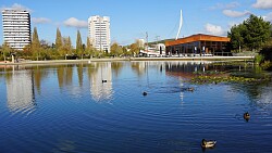 See mit Enten. Im Hintergrund hohe Gebäude und die Ortenauer Brücke. Ein Baum ziert von rechts den Seerand.
