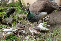 Pfauenhenne mit ihren Küken in ihrem neuen Gehege.